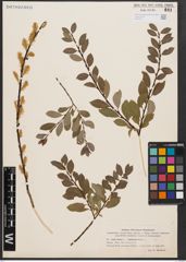 Salix aurita L. x Salix starkeana Willd.